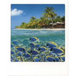 Poissons Maldives