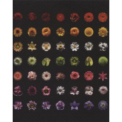 Planche boutons fleurs