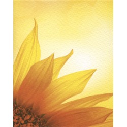 Tournesol
