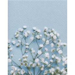 Gypsophile