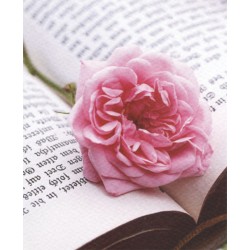 Rose sur livre