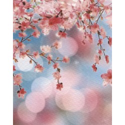 Fleurs de cerisier