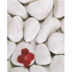 Galets et fleur rose