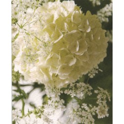 Hortensia