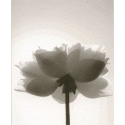 Lotus noir et blanc