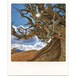 Pin bristlecone, Utah, USA