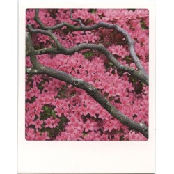 Rhododrendon